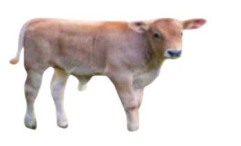 calf