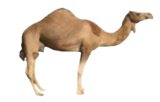 camel-female