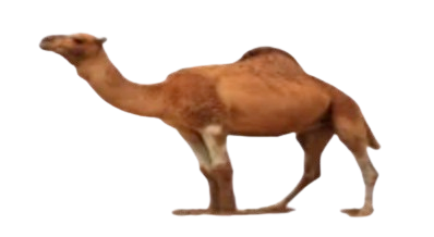 camel-male
