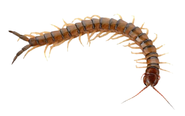 centipede