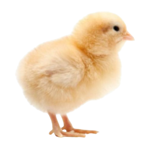 chick