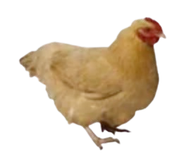 chicken