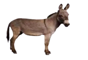 donkey