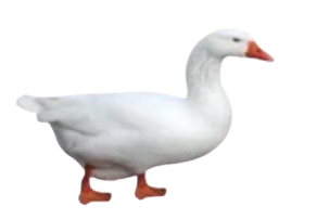 duck