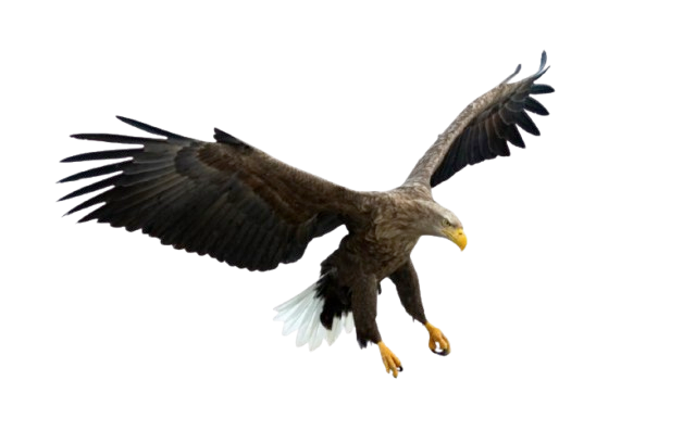 eagle