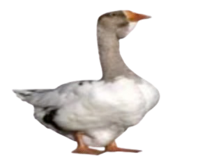 goose-female