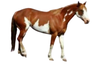horse