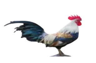 rooster