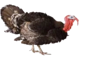 turkey